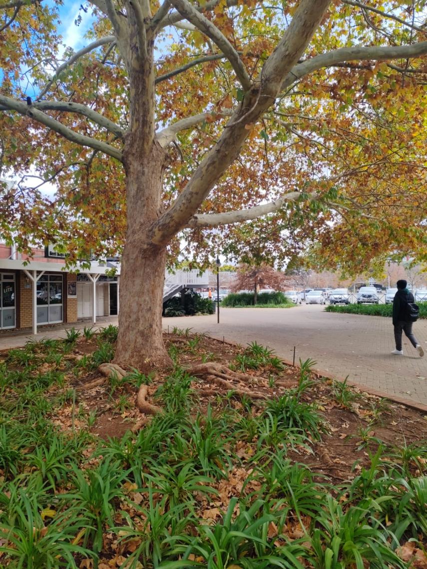 Cachet Park 5